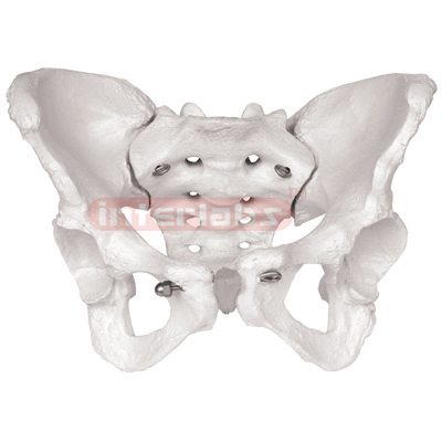 Pelvis Skeleton, Female